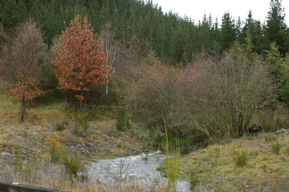 224 - Nueva Zelanda, paisaje